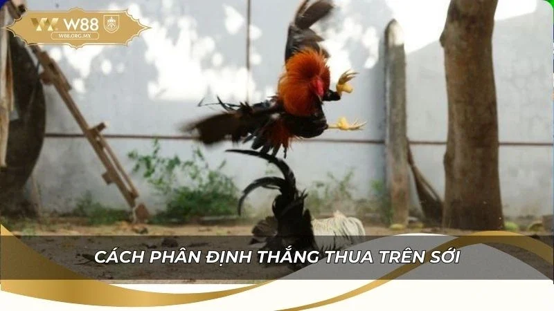 Cách phân định thắng thua trên sới khi đấu gà đòn